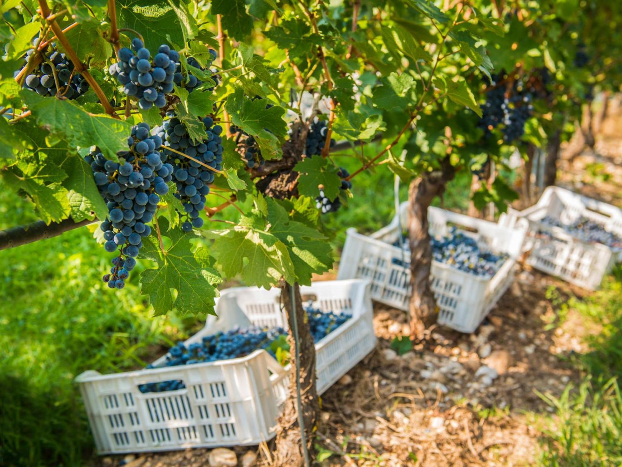 Tenuta La Presa Caprino Veronese Extérieur photo