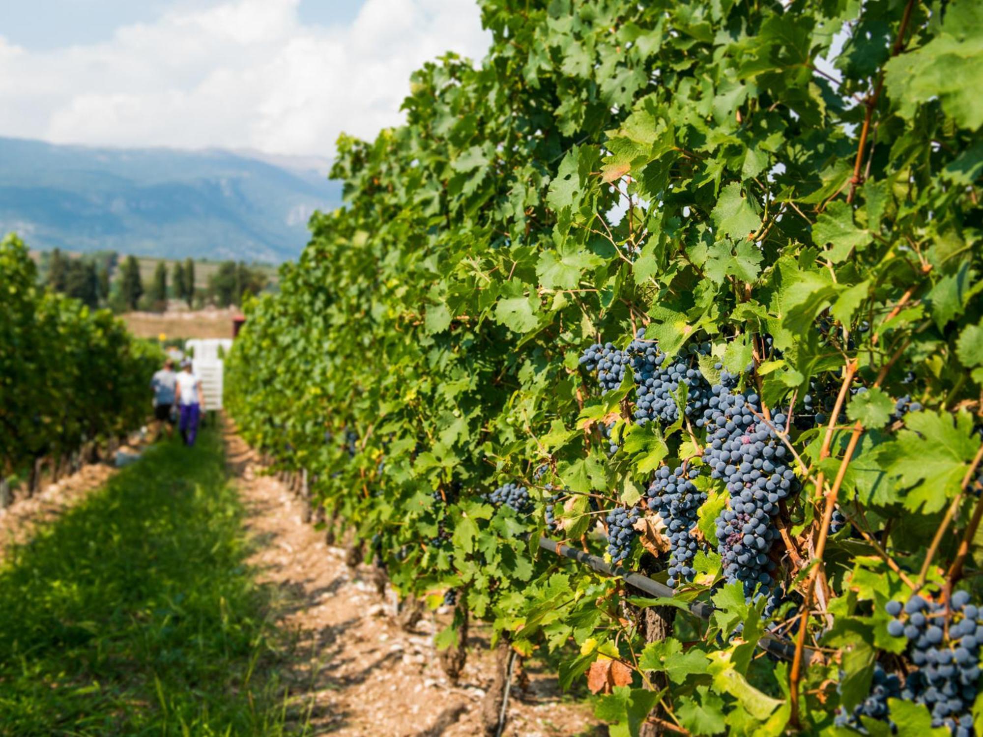 Tenuta La Presa Caprino Veronese Extérieur photo
